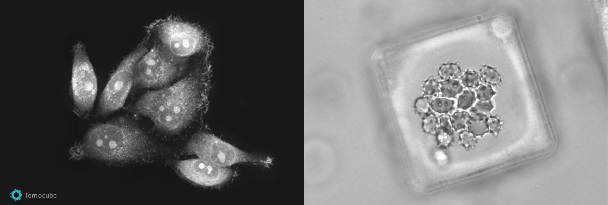 Low Index BO - Luvantix ADM