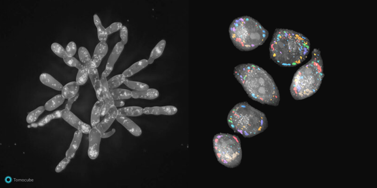 Low Index Tomo - Luvantix ADM